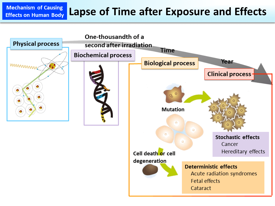 Lapse of Time after Exposure and Effects_Figure