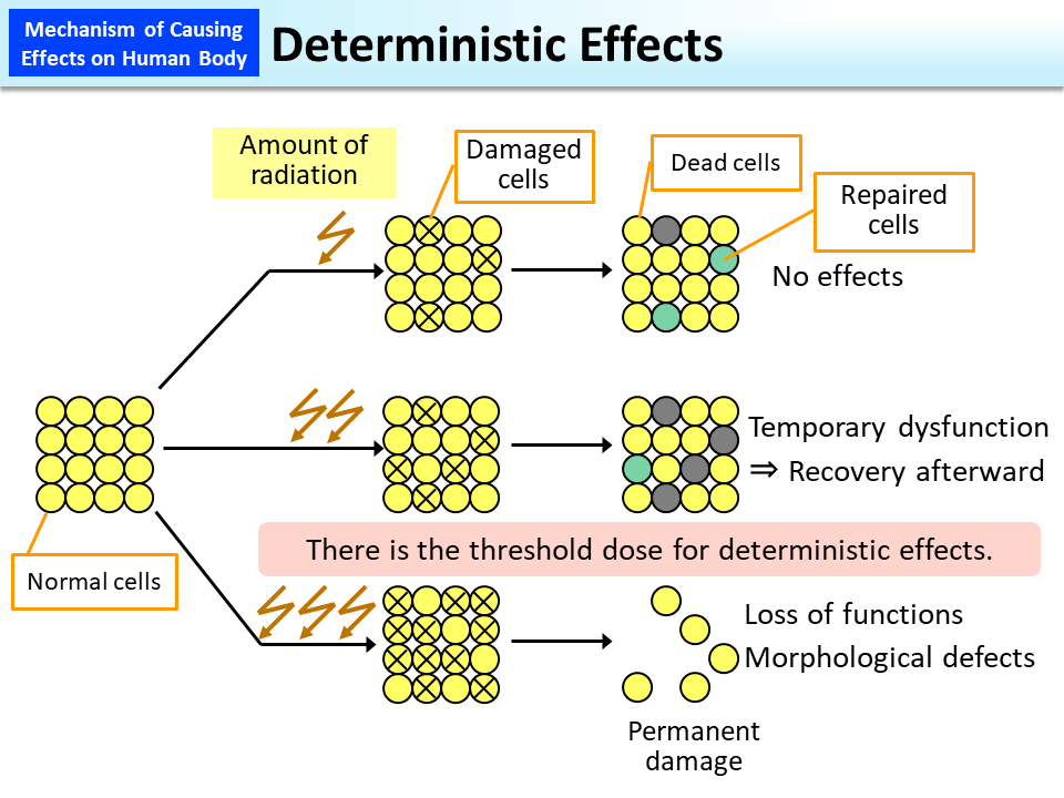 Deterministic Effects_Figure