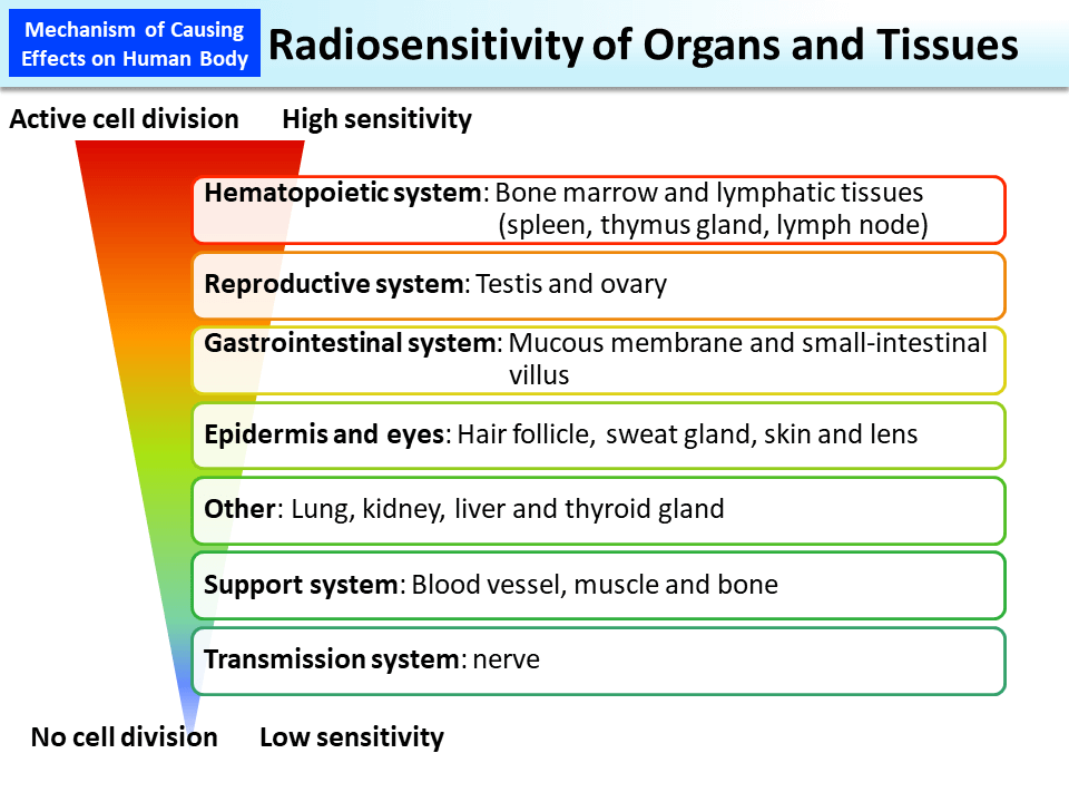 Radiosensitivity of Organs and Tissues_Figure