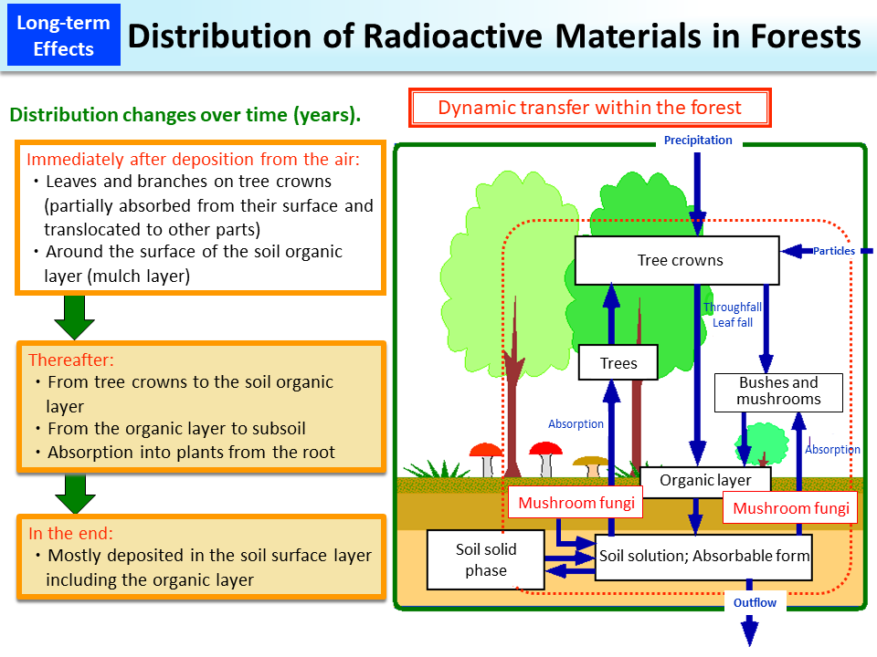 Distribution of Radioactive Materials in Forests_Figure