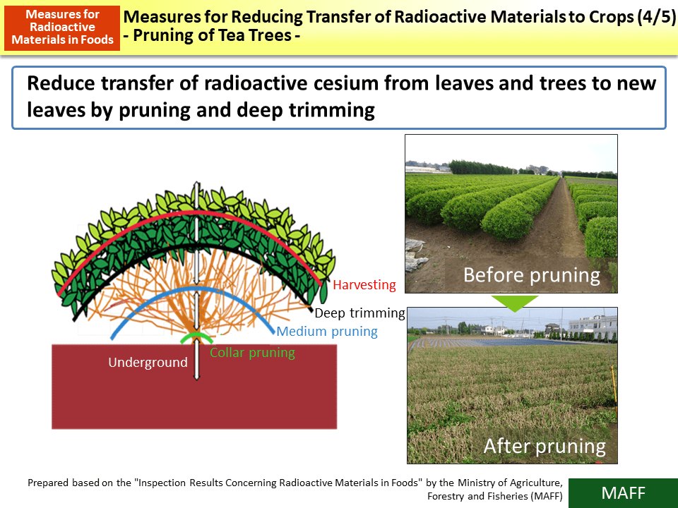 Measures for Reducing Transfer of Radioactive Materials to Crops (4/5) - Pruning of Tea Trees -_Figure