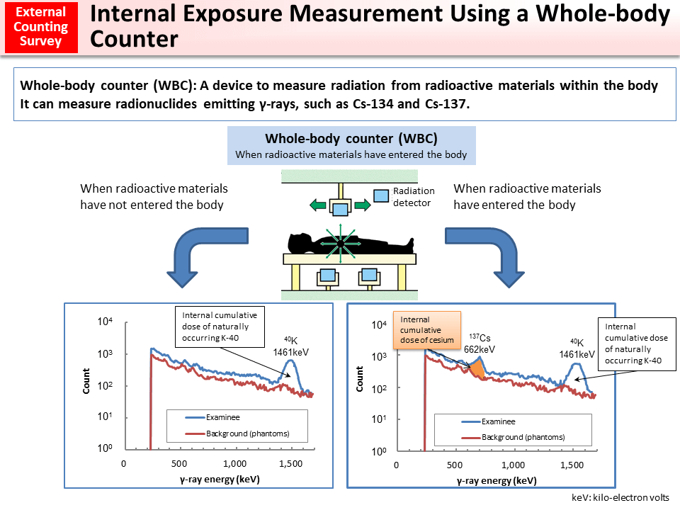 Internal Exposure Measurement Using a Whole-body Counter_Figure
