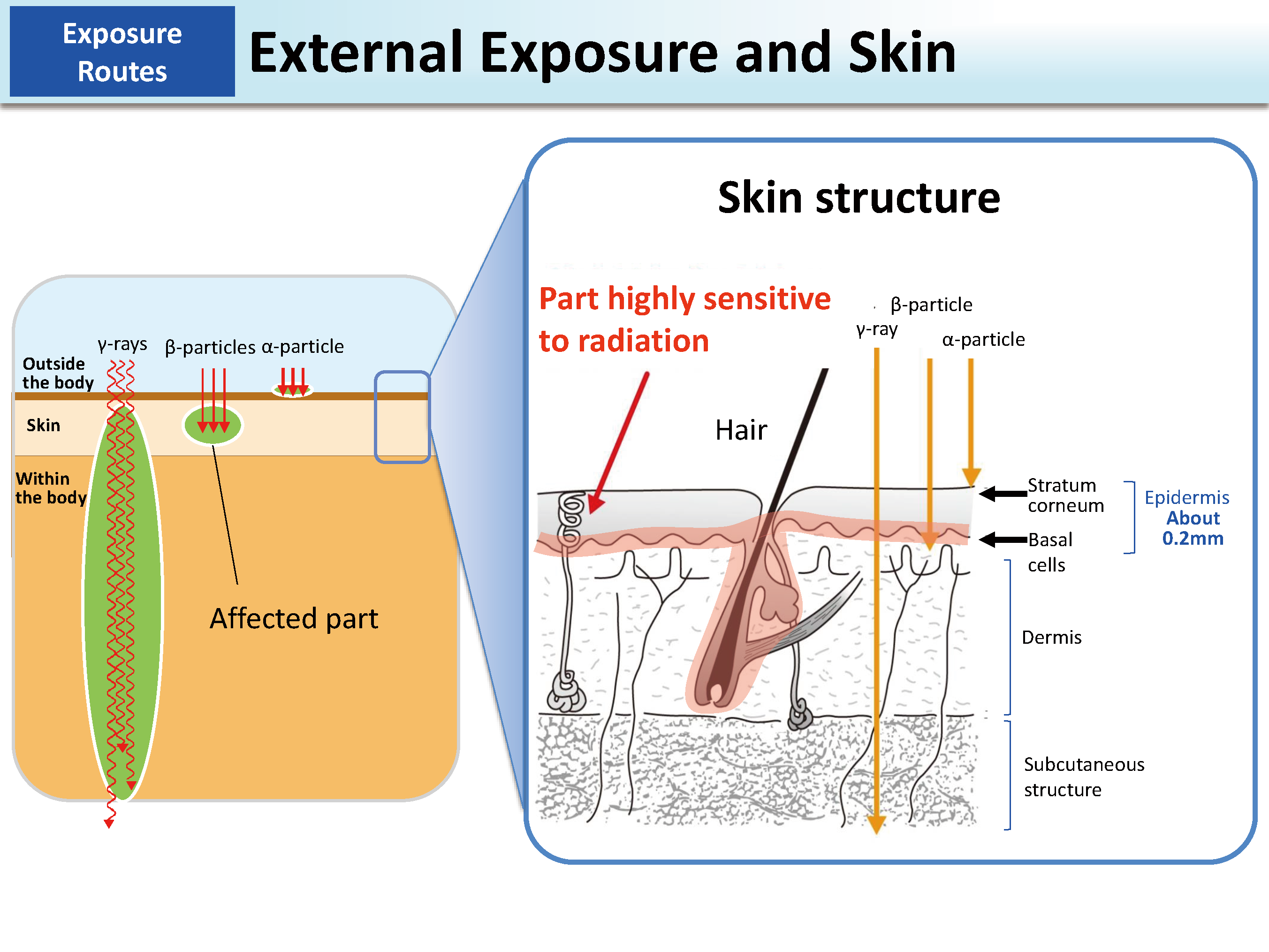 External Exposure and Skin_Figure