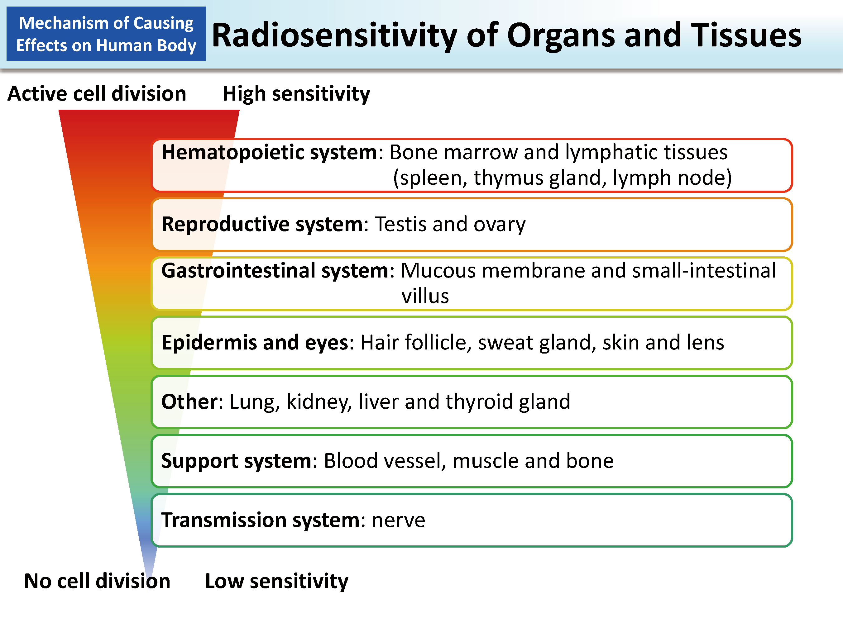 Radiosensitivity of Organs and Tissues_Figure