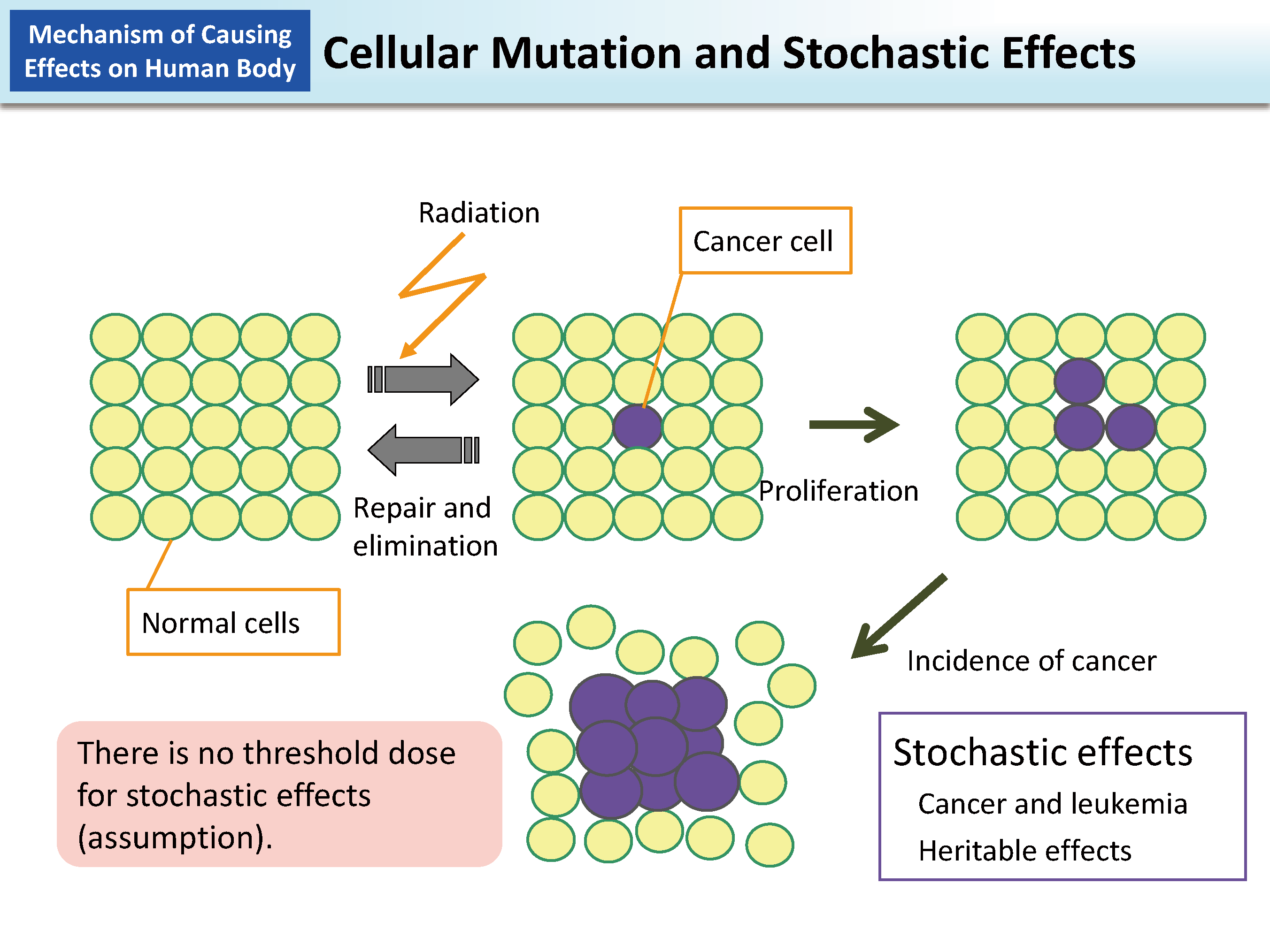 Cellular Mutation and Stochastic Effects_Figure