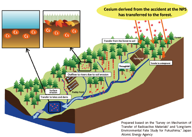 Transfer of Fallen and Deposited Cesium in the Environment