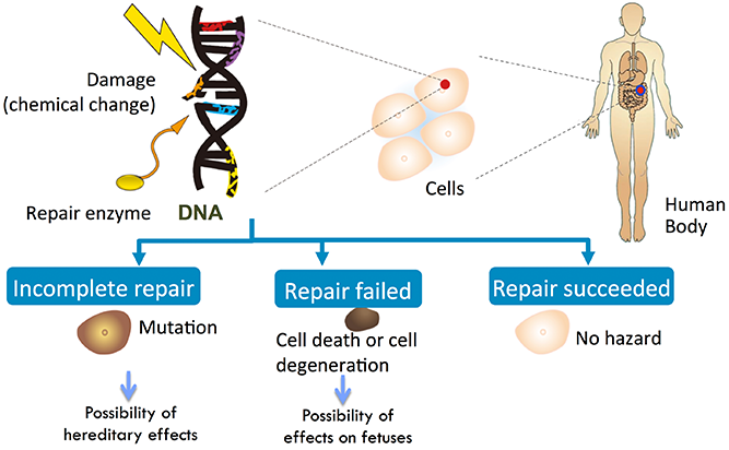 Generation mechanisms for effects on fetuses and hereditary effects caused by radiation