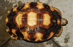 Photo:Astrochelys yniphora