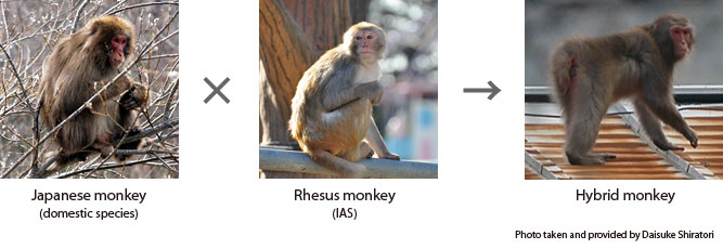 Photo:Hybrid monkey