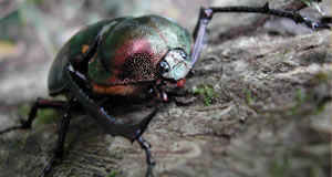 Photo:Cheirotonus jambar Endangered