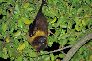 Erabu flying fox of Kuchinoerabu Island