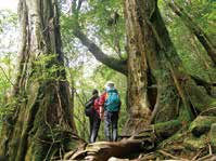 Views of Yakushima mountain peaks and forest