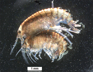 Gammaridean amphipod used in new toxicity assessment