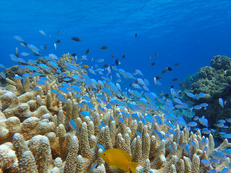 Crystal clear seas and coral reefs