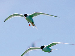 Reseate Tern