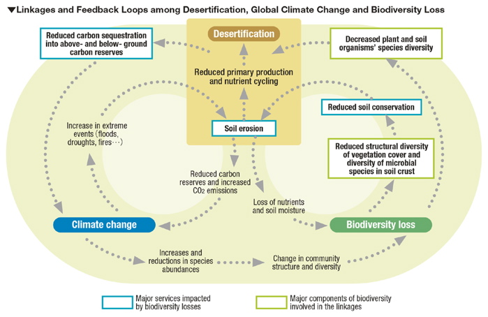 Linkages and Feedback Loops among Desertification, Global Climate Change and Biodiversity Loss