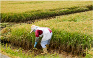 [Photo] A scene from rice harvesting. A woman bends down to harvest the golden rice.