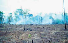 Non-Traditional Slash-and-Burn Farming