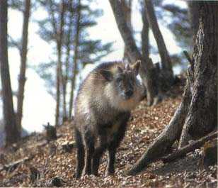 Japanese serow (Capricornis crispus)