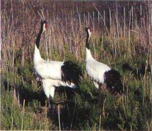 Red-crowned crane (Grus japonensis)