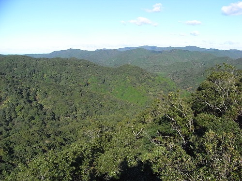 photo of Kyuikirin (precinct forest)