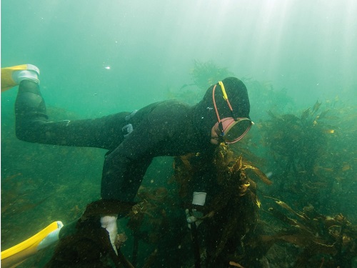 photo of Ama (female diver)