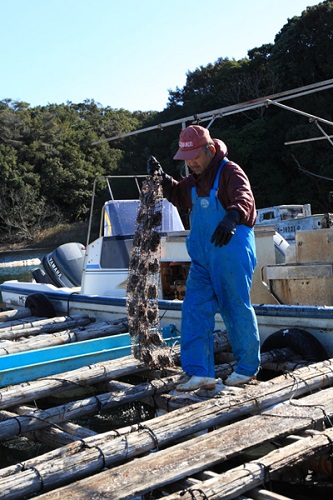photo of Harvesting pearl oysters