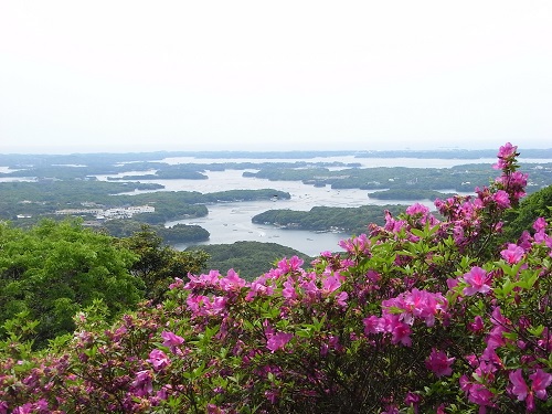 photo of Blooming azaleas in Yokoyama View Point