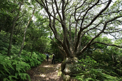 photo of Trails in Mt. Aonomine