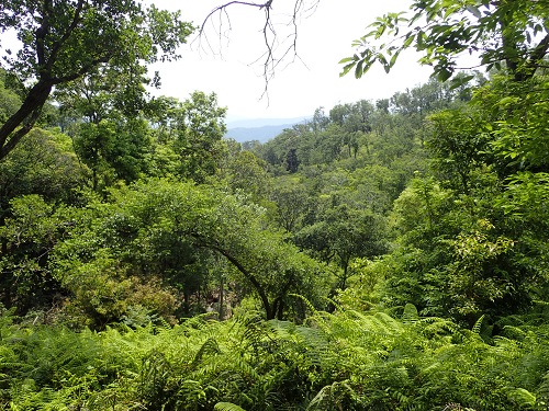 photo of Evergreen broad-leaved trees (laurel forest)