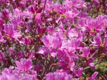 photo of Kobanomitsuba tsutsuji (Rhododendron reticulatum)