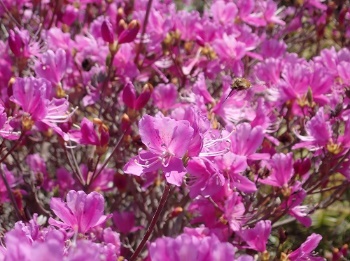photo of Kobanomitsuba tsutsuji (Rhododendron reticulatum)