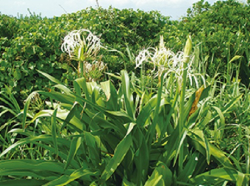 photo of Poison bulb (Crinum asiaticum)