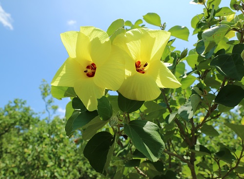 photo of Hamabo (Hibiscus hamabo)