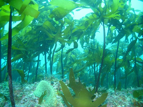 photo of Seaweed beds of Kajime (Ecklonia cava</em>)