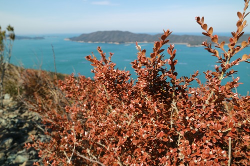 photo of ed leaves of Japanese boxwood (Buxus microphylla var. japonica)