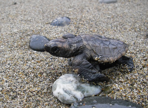 photo of Loggerhead turtle (Caretta caretta)