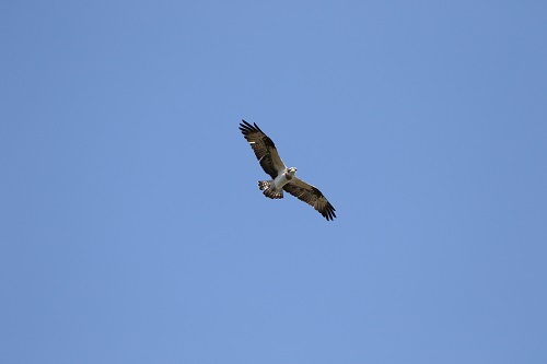 photo of Ospreys (Pandion haliaetus)