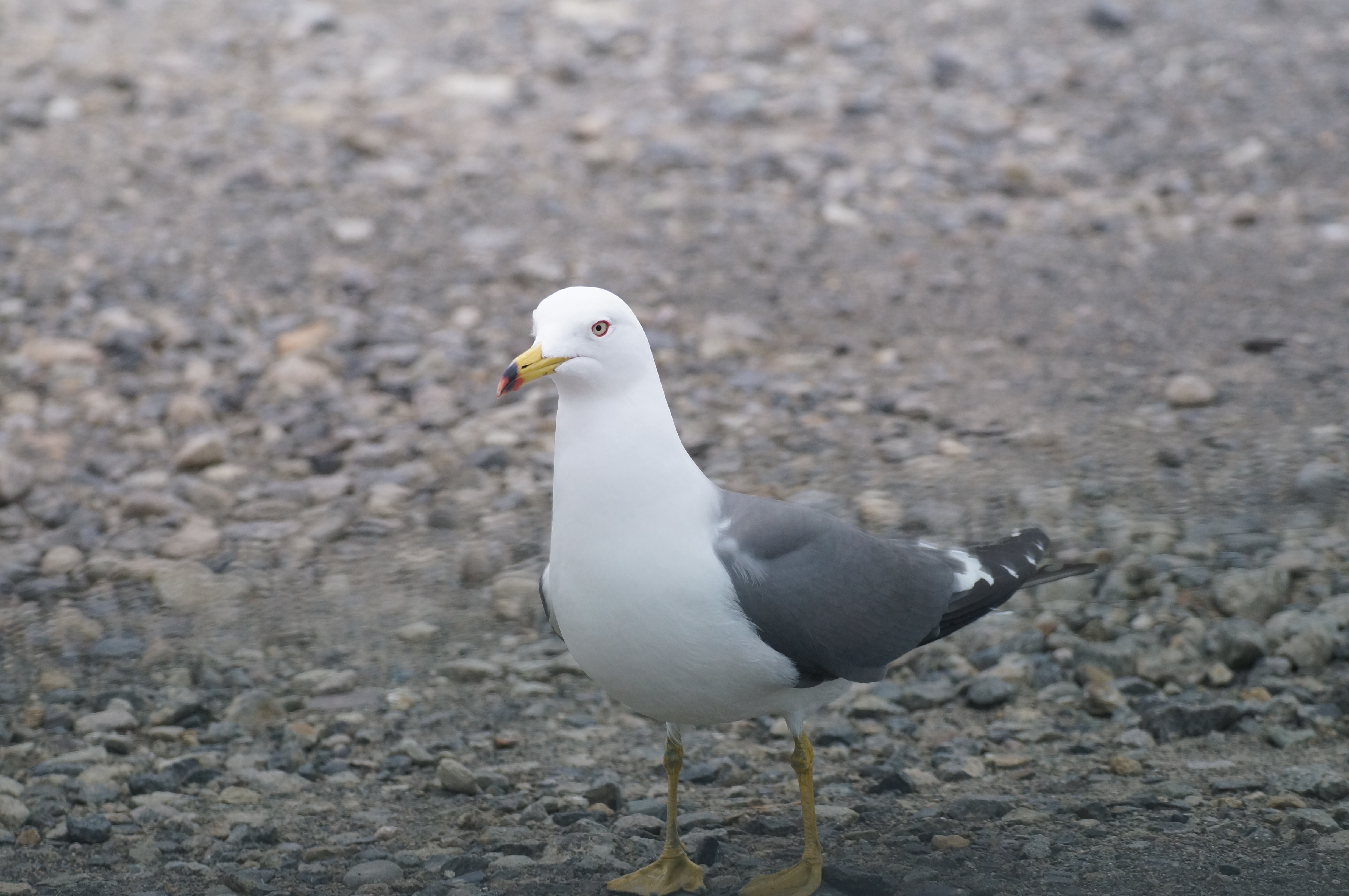 photo of Black-tailed gulls (Larus crassirostris)