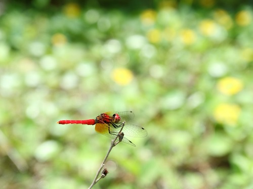 photo of Hachou-tombo (Nannophya pygmaea)