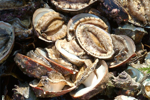 photo of Abalone. Photo by Ito Yoshimasa