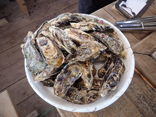 photo of Oysters