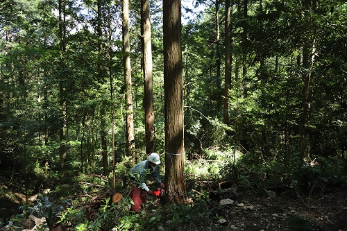 photo of Shikinen Sengu in Izawa-no-miya, one of the associated shrines of Ise Jingu