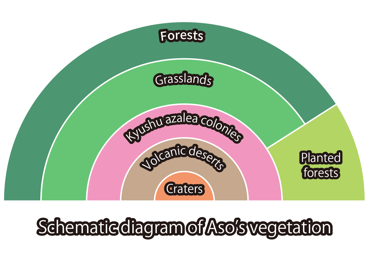 Diagram: Schematic diagram of Aso's vegetation