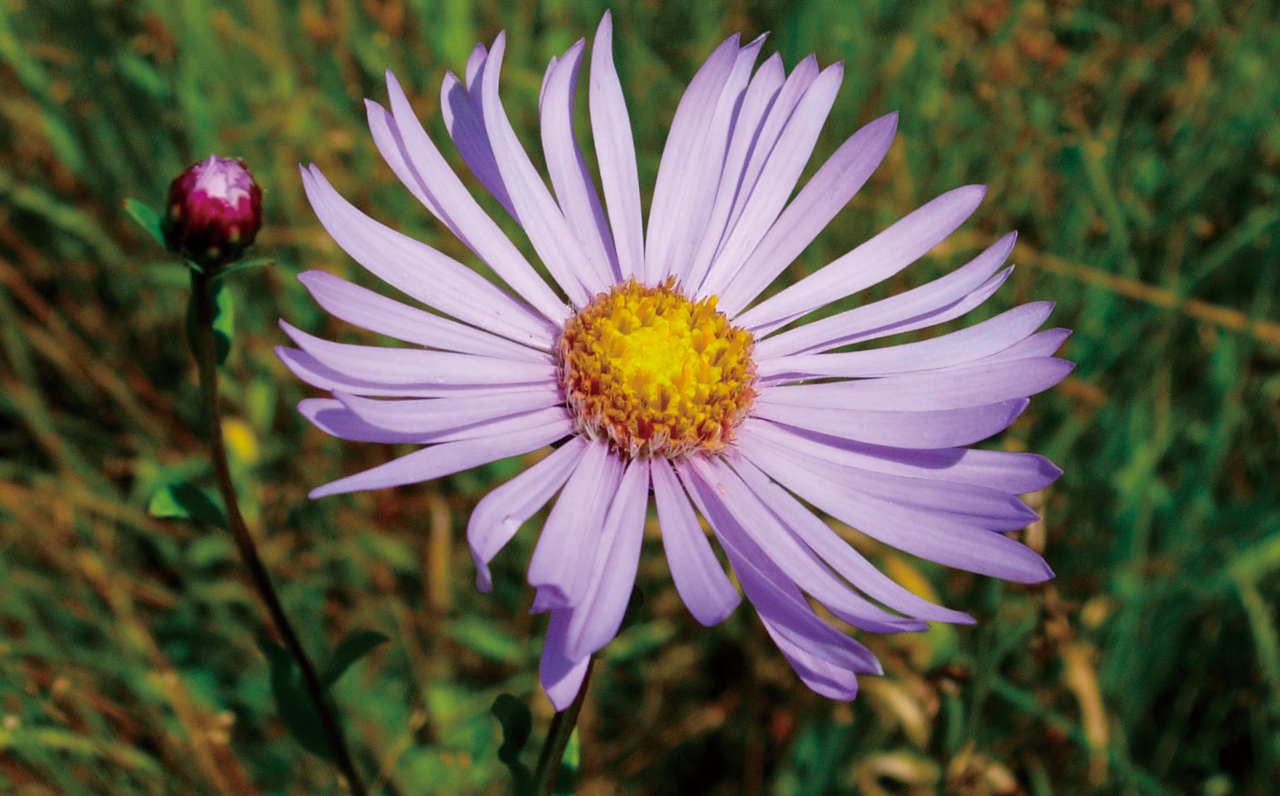 Photo: Aster maackii