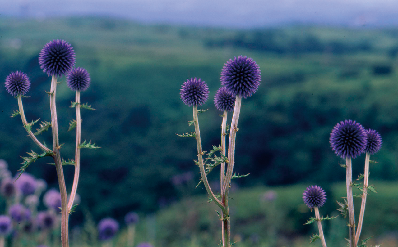 Photo: Globe thistle