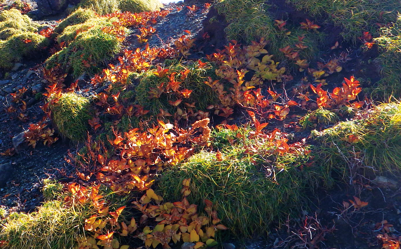 Photo: Japanese knotweed colony
