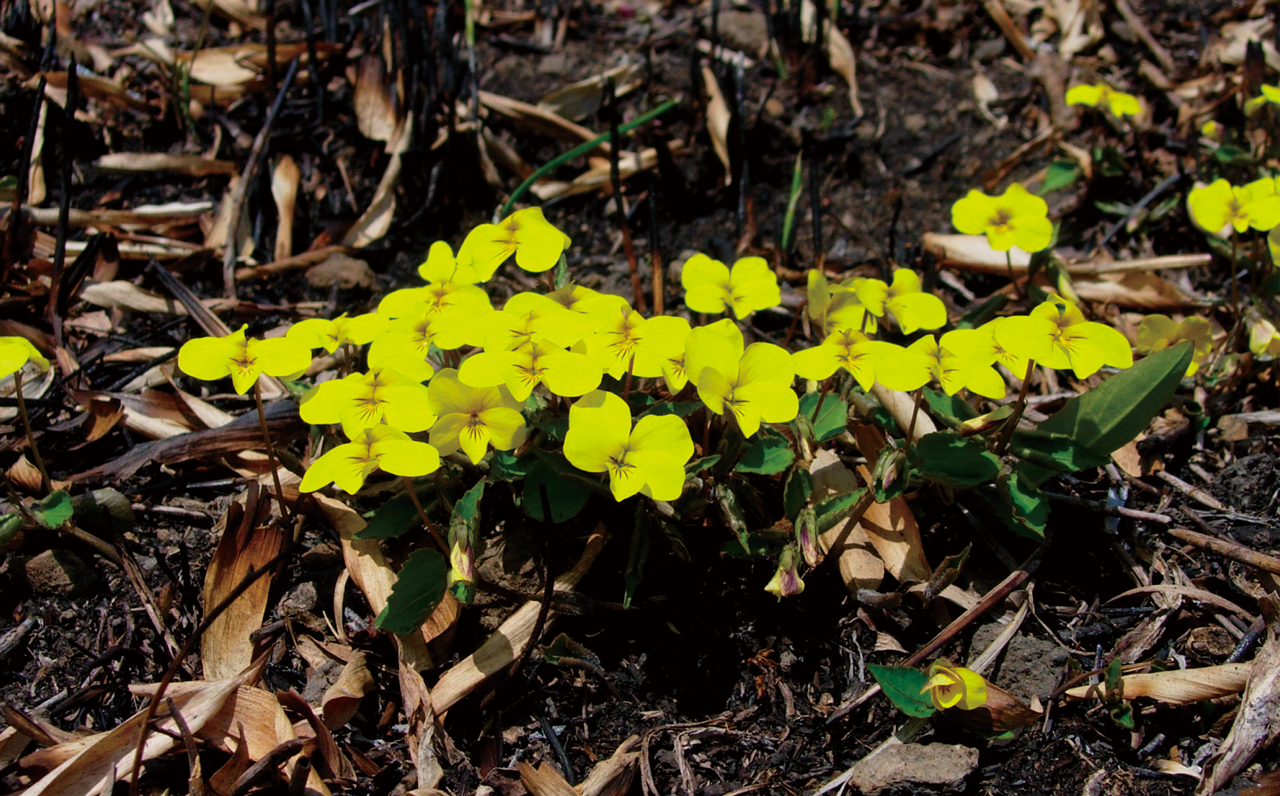 Photo: Viola orientalis