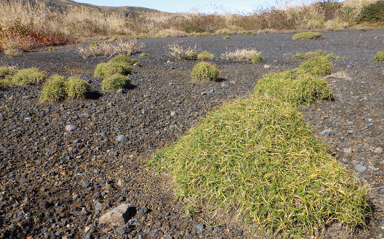 Photo: Carex chrysolepsis colony