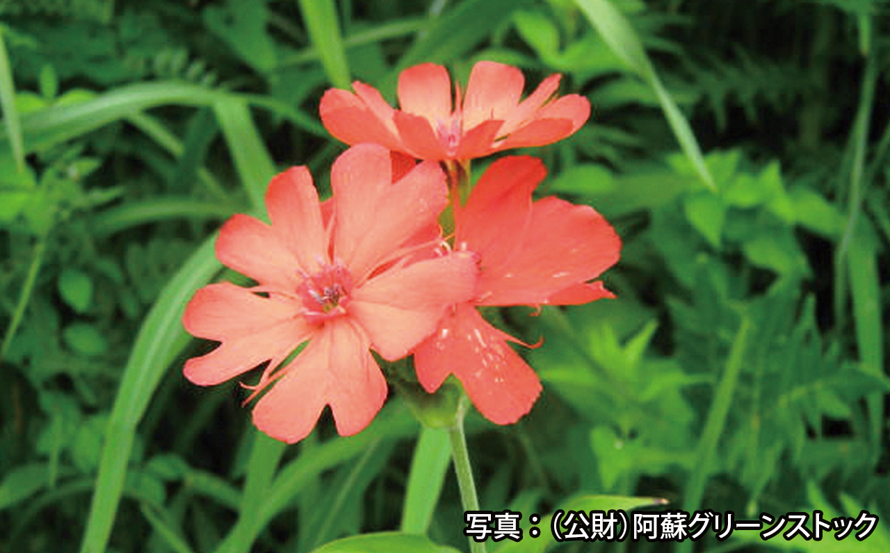 Photo: Lychnis kiusiana Makino